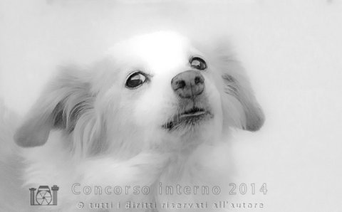 Sguardi